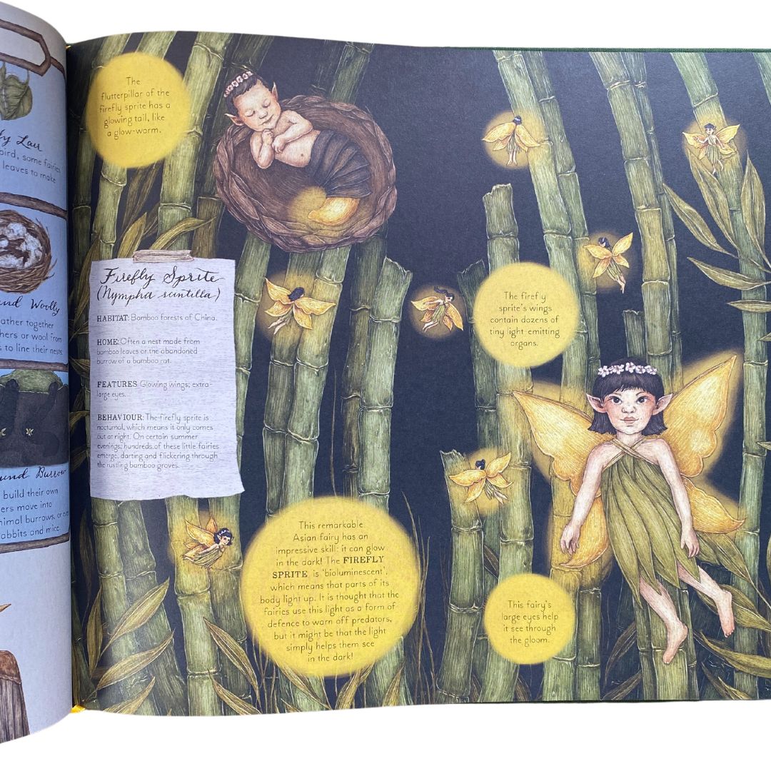 A Natural History of Fairies by Emily Hawkins (Hardcover)